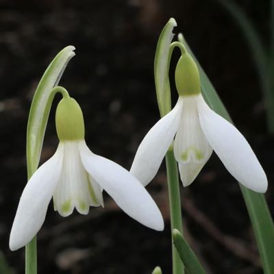 galanthus-wifi-citrinella_400.jpeg