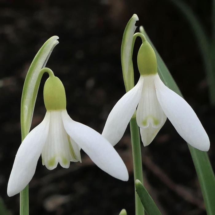 Galanthus 'Wifi Citrinella' plant