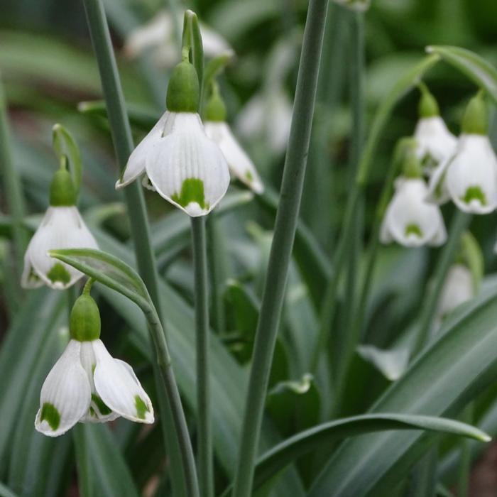 Galanthus 'Wifi Cockpit' plant