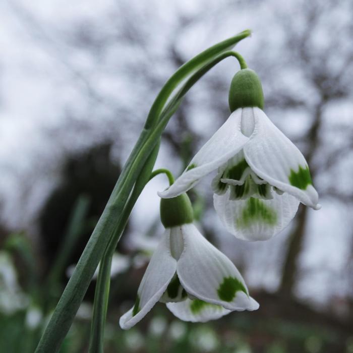 Galanthus 'Wifi Cockpit' plant