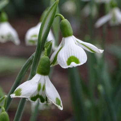 galanthus-wifi-cockpit_400.jpeg