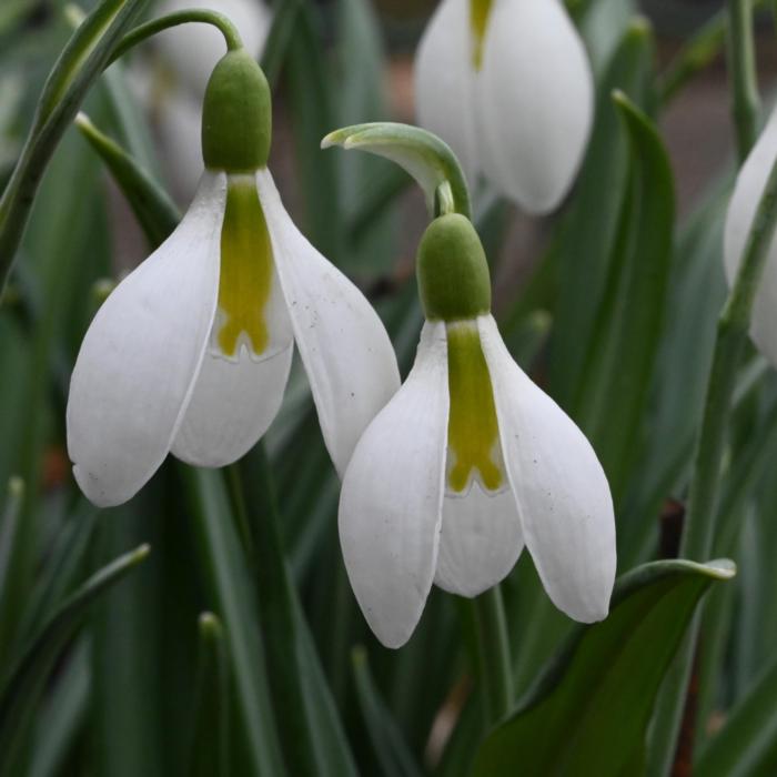 Galanthus 'Wifi Cocoon' plant