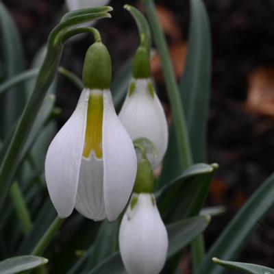 galanthus-wifi-cocoon