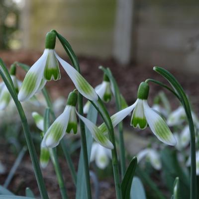 galanthus-wifi-comic-sans_400.jpeg