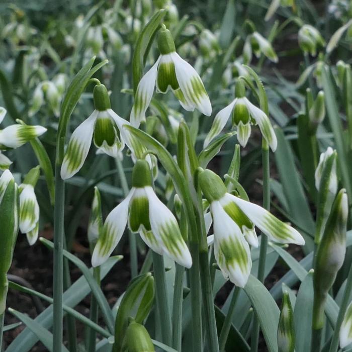 Galanthus 'Wifi Crosswalk' plant