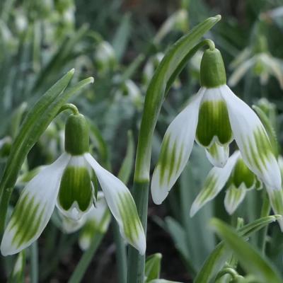 galanthus-wifi-crosswalk_400.jpeg
