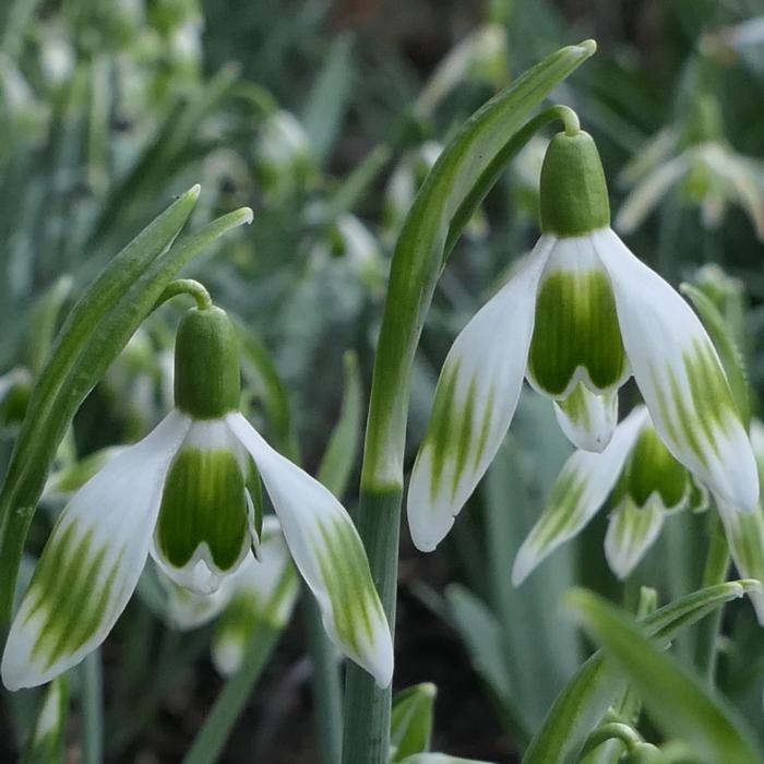 Galanthus 'Wifi Crosswalk' plant