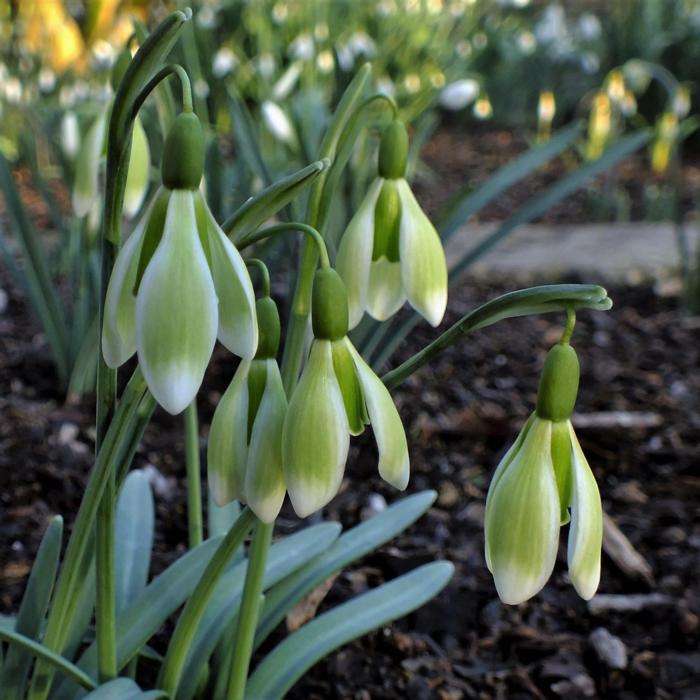 Galanthus 'Wifi Dipping' plant