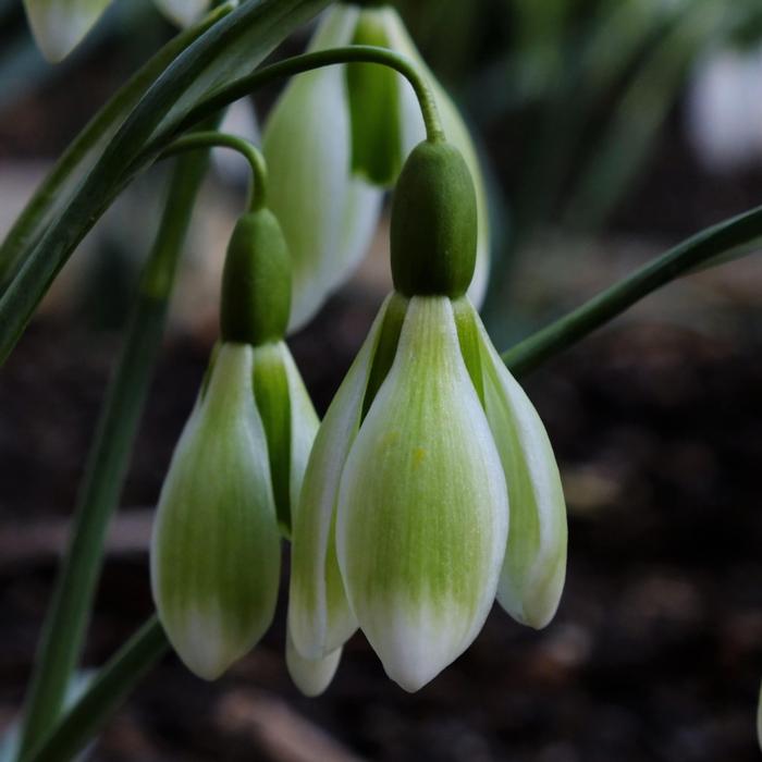 Galanthus 'Wifi Dipping' plant