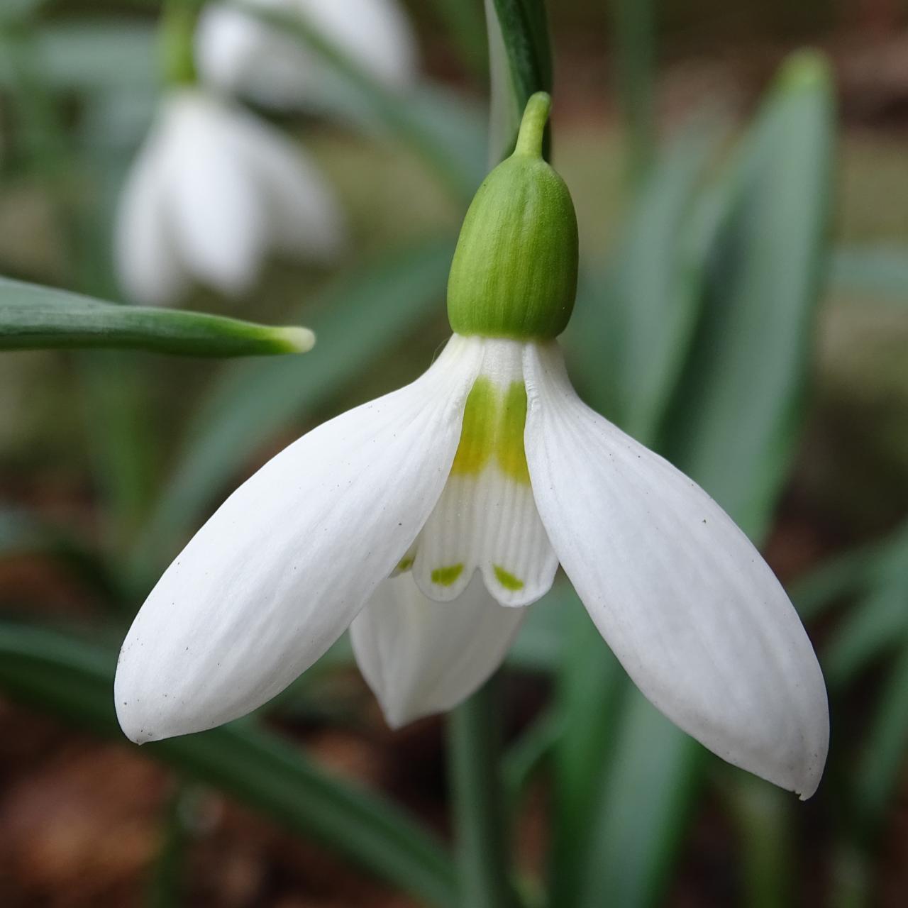 Galanthus 'Wifi Dotty' plant