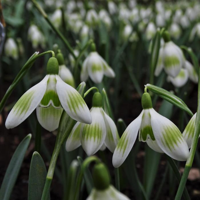 Galanthus 'Wifi Droopy' plant