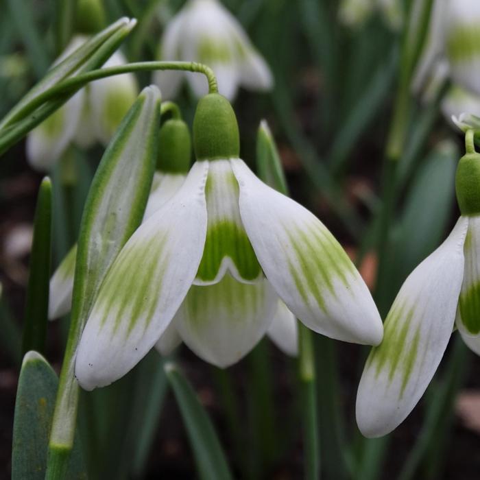 Galanthus 'Wifi Droopy' plant