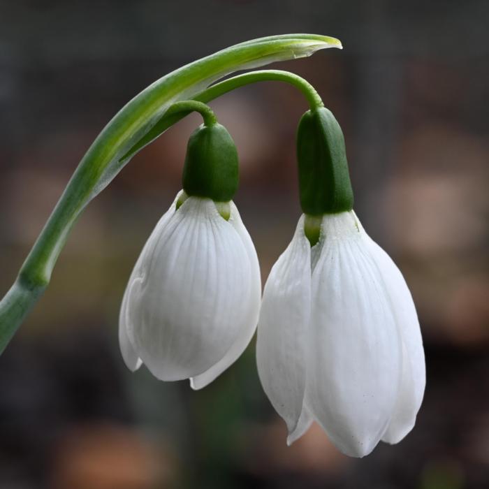 Galanthus 'Wifi Duet' plant