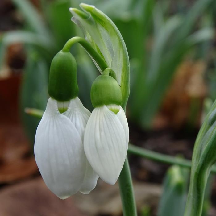 Galanthus 'Wifi Duet' plant