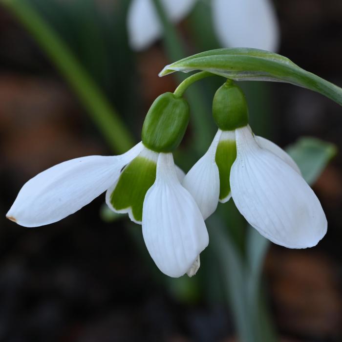 Galanthus 'Wifi Duet' plant
