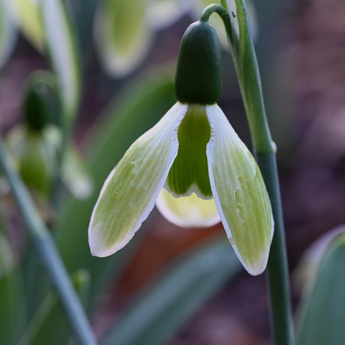 Galanthus 'Wifi Elvire' plant