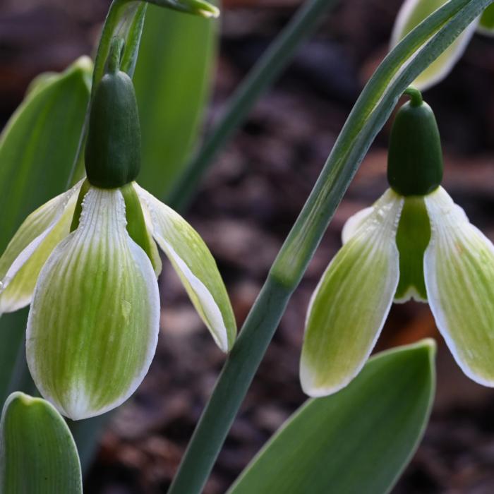 Galanthus 'Wifi Elvire' plant
