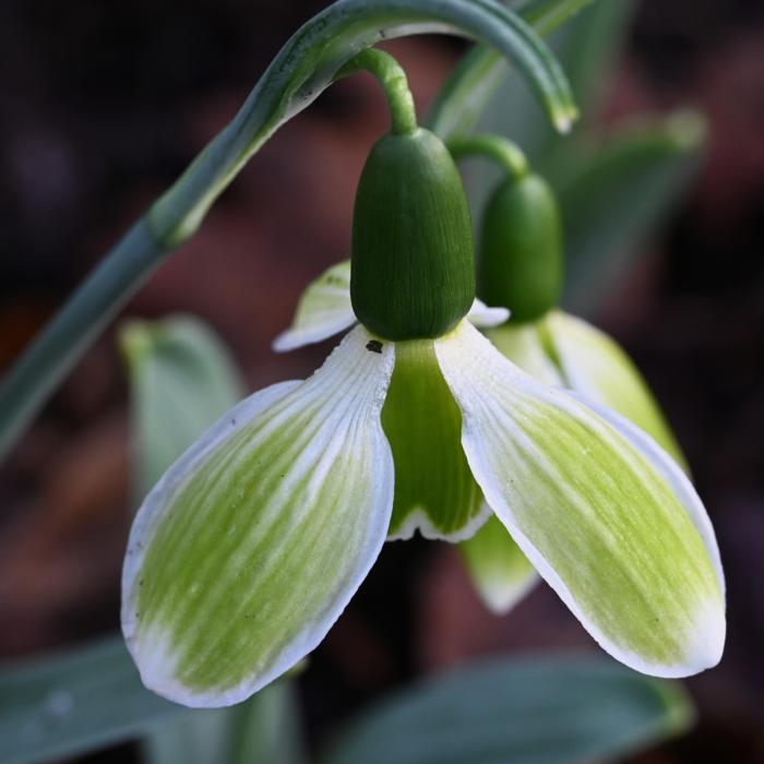 Galanthus 'Wifi Elvire' plant