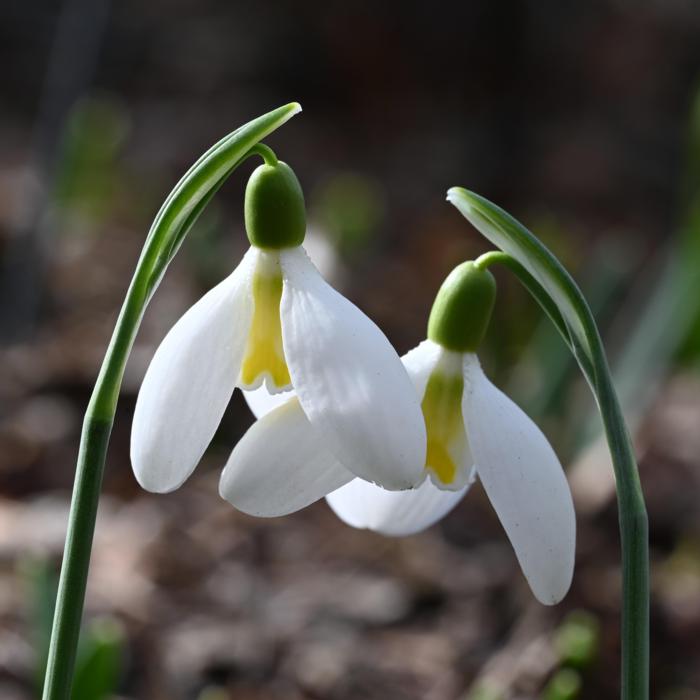 Galanthus 'Wifi Facelift' plant