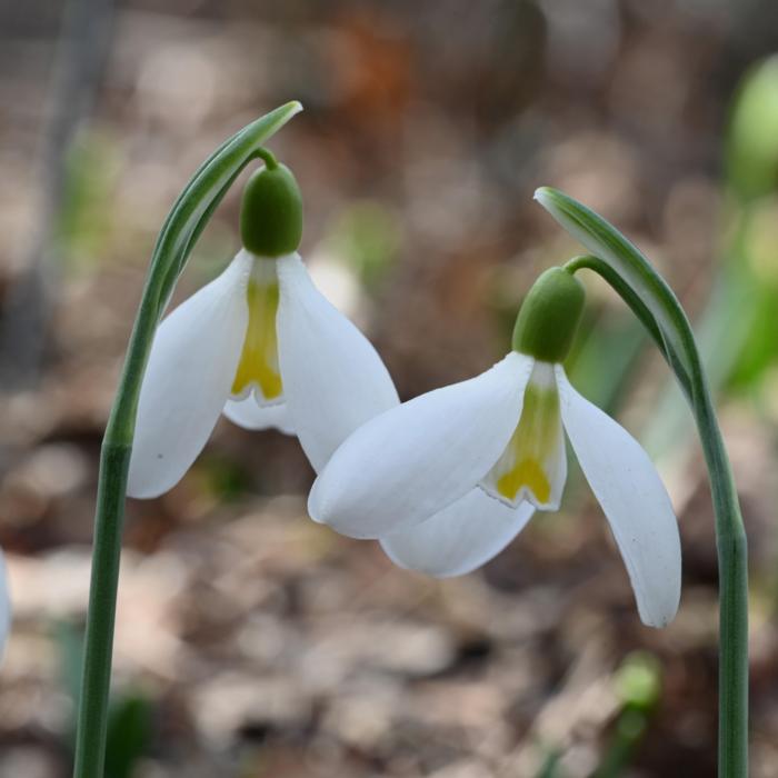 Galanthus 'Wifi Facelift' plant