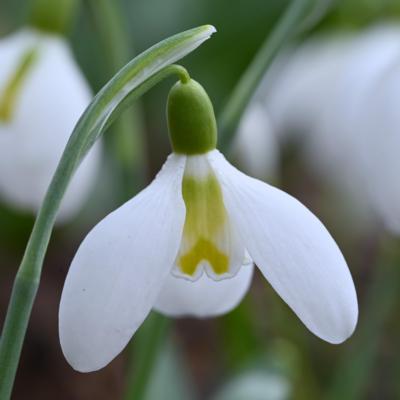 galanthus-wifi-facelift