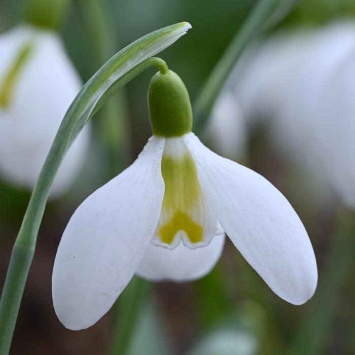 Galanthus 'Wifi Facelift' plant
