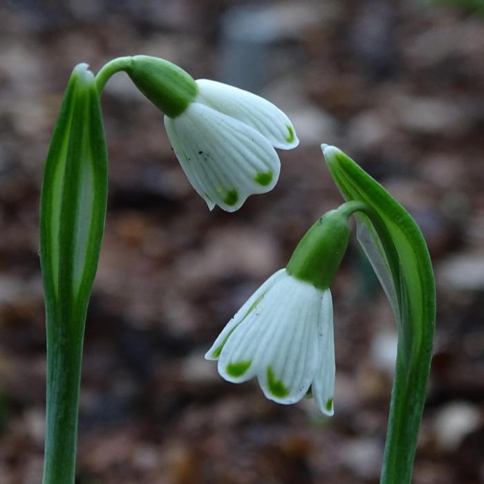 Galanthus 'Wifi Feline' plant