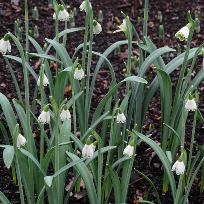 Galanthus 'Wifi Feline' plant