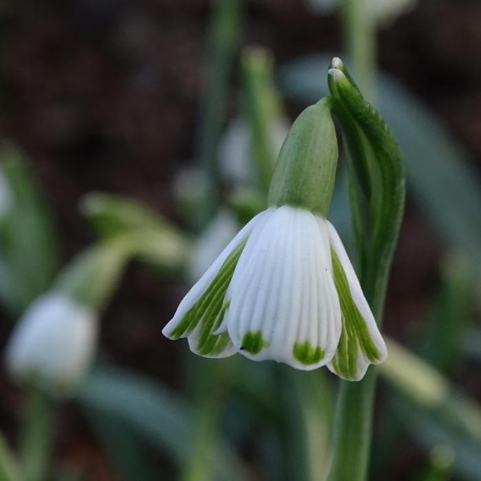 Galanthus 'Wifi Feline' plant