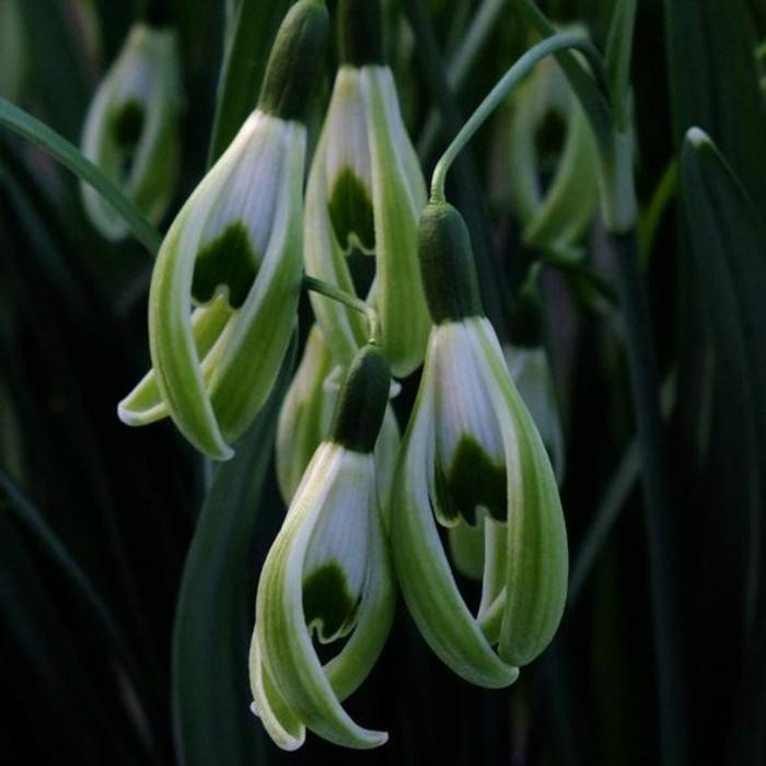 Galanthus 'Wifi Fingers Crossed' plant