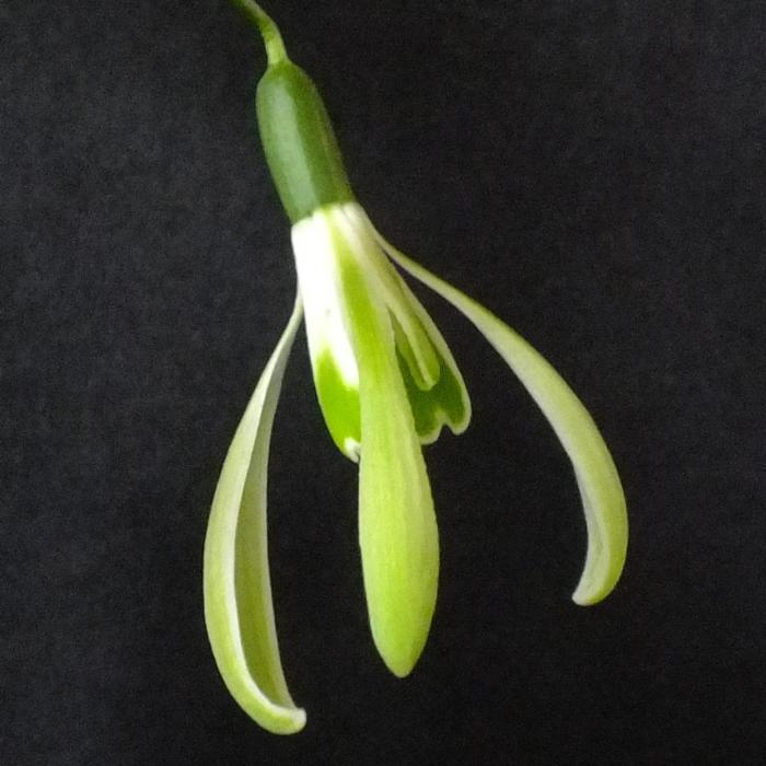 Galanthus 'Wifi Fingers Crossed' plant