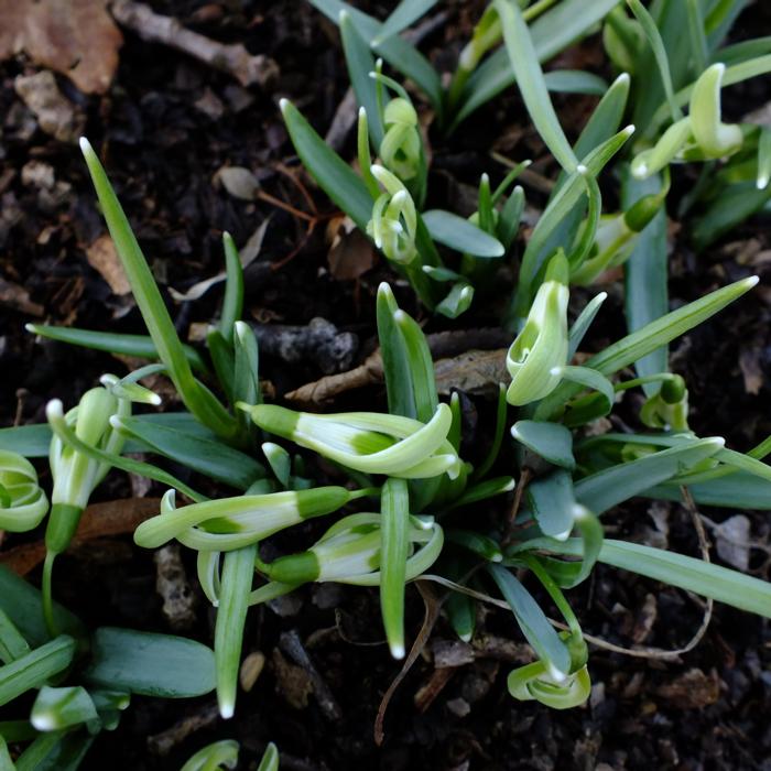 Galanthus 'Wifi Fingers Crossed' plant