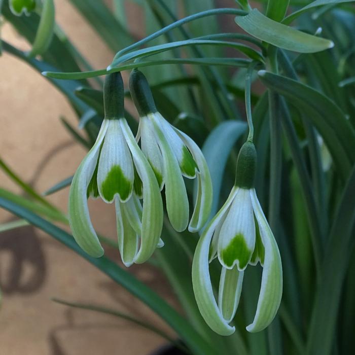 Galanthus 'Wifi Fingers Crossed' plant