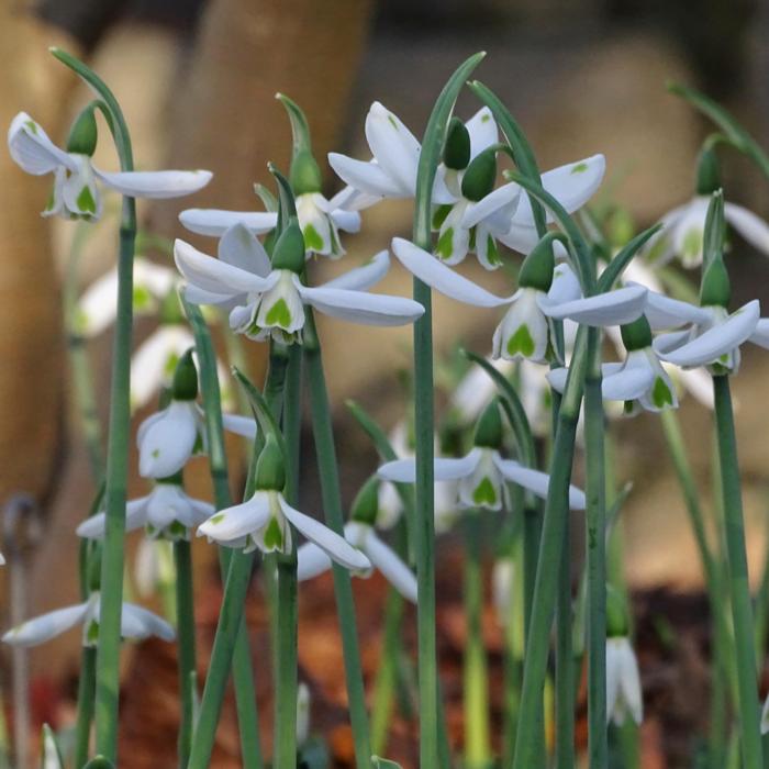 Galanthus 'Wifi Flight of Hearts' plant