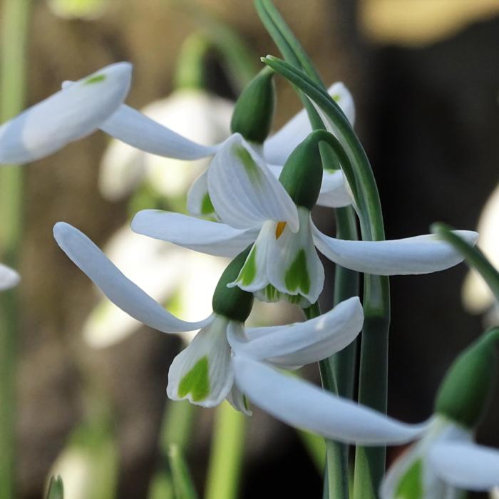 Galanthus 'Wifi Flight of Hearts' plant