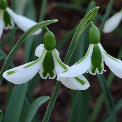 galanthus-wifi-flyover_400.jpeg