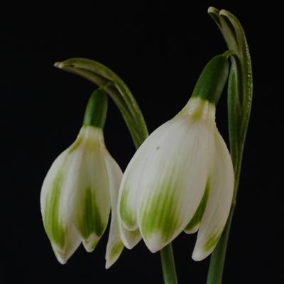 galanthus-wifi-foxtrot_400.jpeg