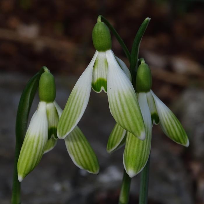 Galanthus 'Wifi Glowstick' plant