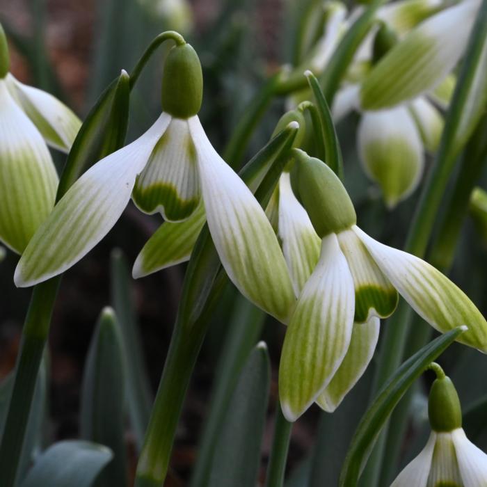 Galanthus 'Wifi Glowstick' plant