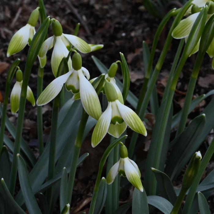 Galanthus 'Wifi Glowstick' plant