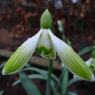 galanthus-wifi-glowstick