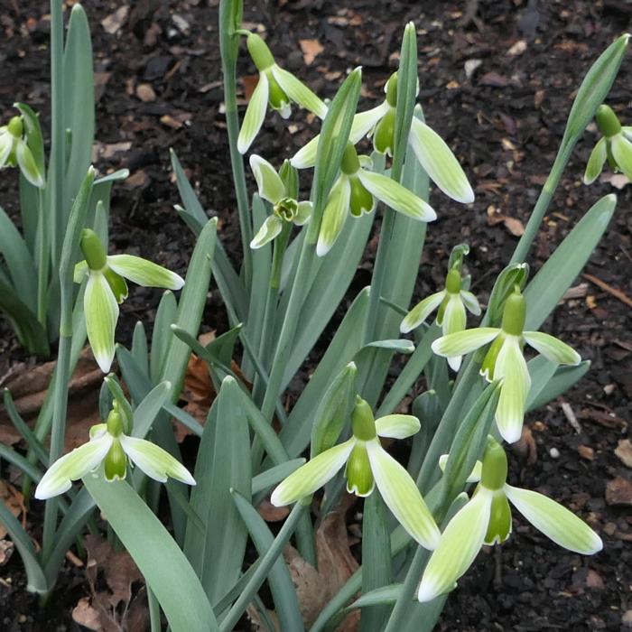 Galanthus 'Wifi Golf Course' plant