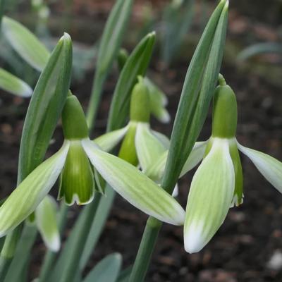 galanthus-wifi-golf-course_400.jpeg