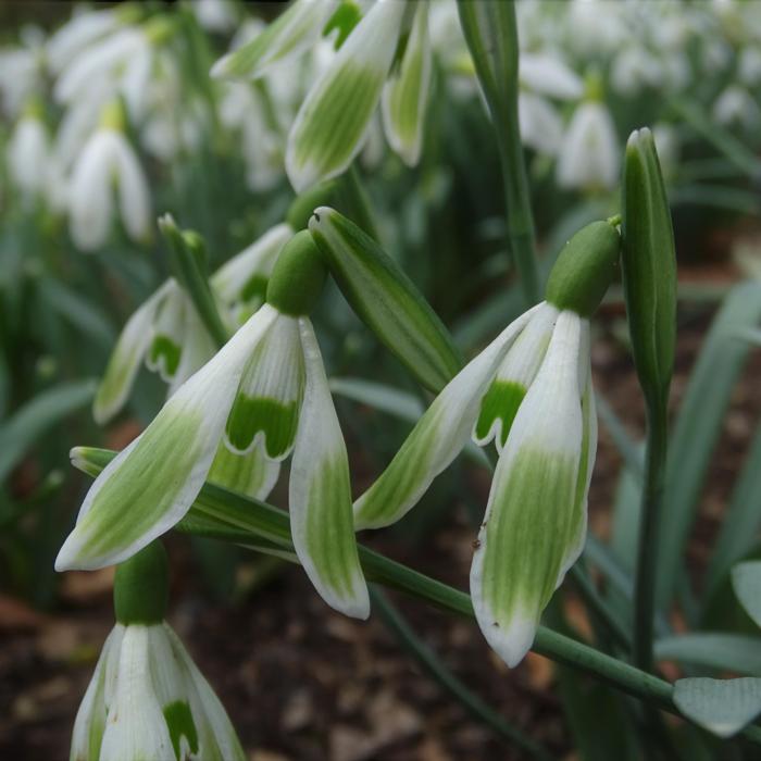 Galanthus 'Wifi Green Bride' plant