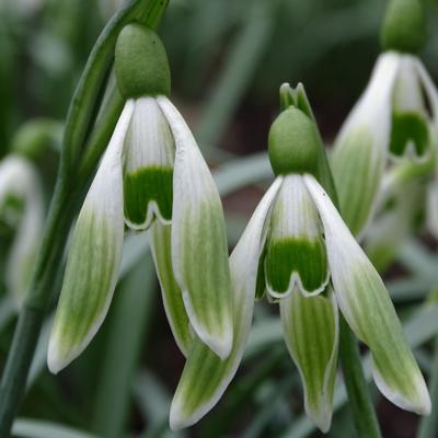 galanthus-wifi-green-bride_400.jpeg