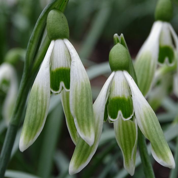 Galanthus 'Wifi Green Bride' plant