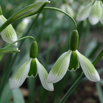 galanthus-wifi-green-fantasy_2_400.jpeg