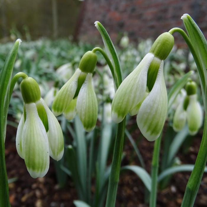 Galanthus 'Wifi Green Lungs' plant