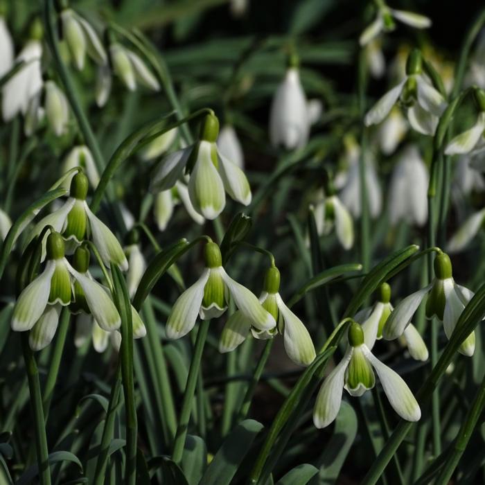 Galanthus 'Wifi Green Lungs' plant