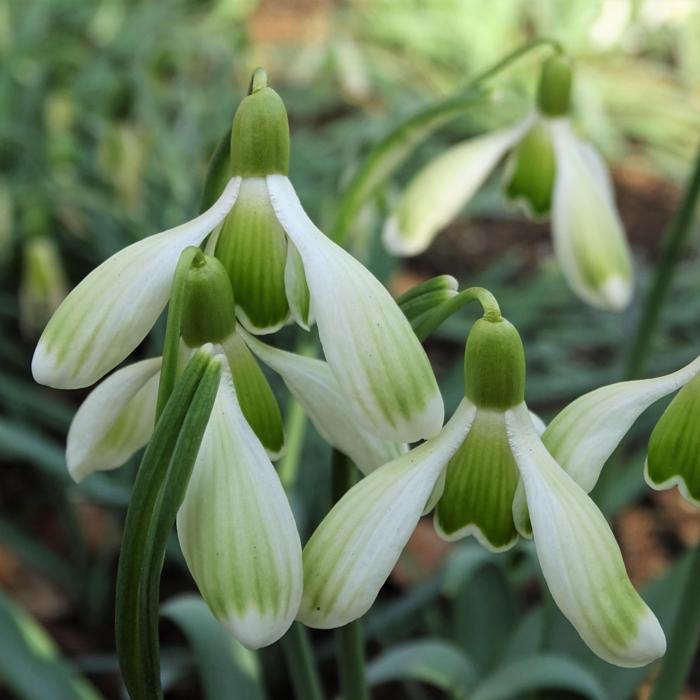 Galanthus 'Wifi Green Lungs' plant